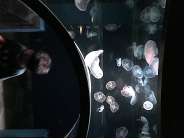 京都水族館に投稿された画像（2020/8/15）