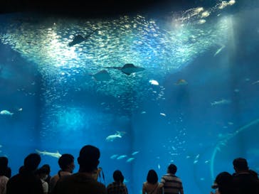 アクアワールド茨城県大洗水族館に投稿された画像（2020/8/15）