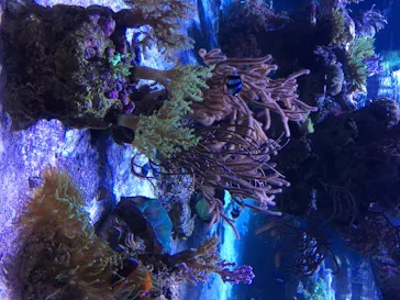 すみだ水族館に投稿された画像（2020/8/15）