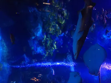 すみだ水族館に投稿された画像（2020/8/15）