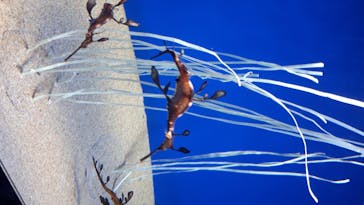 サンシャイン水族館に投稿された画像（2020/8/15）