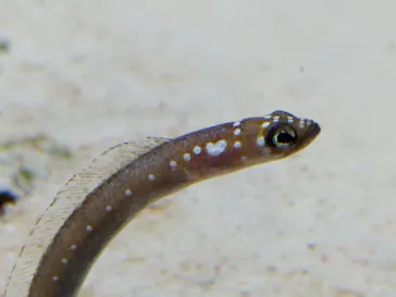 すみだ水族館に投稿された画像（2020/8/15）
