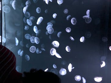 サンシャイン水族館に投稿された画像（2020/8/15）