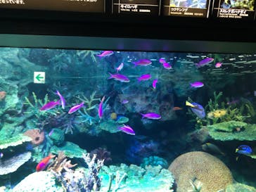 サンシャイン水族館に投稿された画像（2020/8/15）