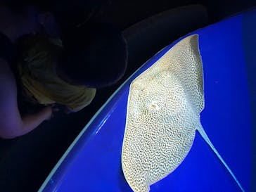 サンシャイン水族館に投稿された画像（2020/8/15）