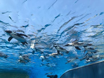 サンシャイン水族館に投稿された画像（2020/8/15）