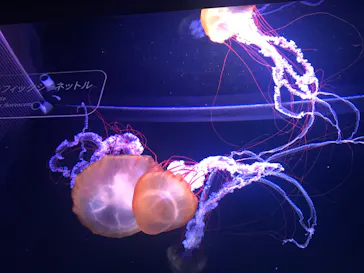 すみだ水族館に投稿された画像（2020/8/15）