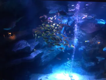 すみだ水族館に投稿された画像（2020/8/15）