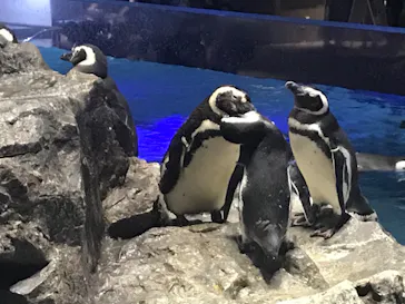 すみだ水族館に投稿された画像（2020/8/15）
