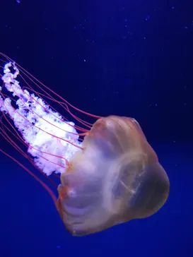 すみだ水族館に投稿された画像（2020/8/15）