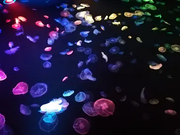 すみだ水族館に投稿された画像（2020/8/15）