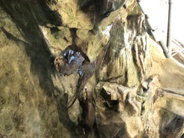 新江ノ島水族館に投稿された画像（2020/8/15）