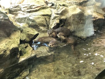 新江ノ島水族館に投稿された画像（2020/8/15）