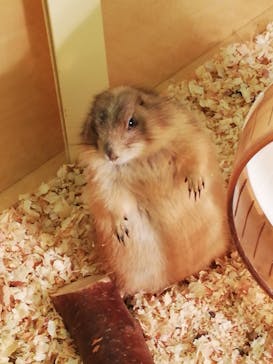 Moff アニマル カフェ イーアス 高尾店に投稿された画像（2020/8/15）