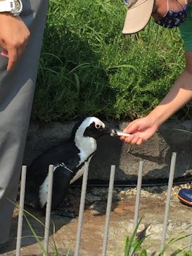 サンシャイン水族館に投稿された画像（2020/8/15）