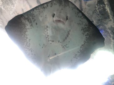 新江ノ島水族館に投稿された画像（2020/8/15）