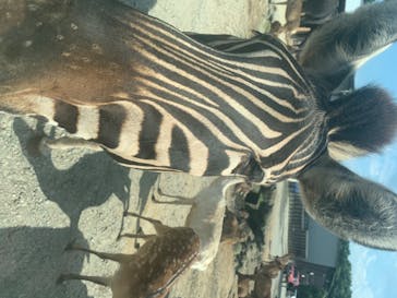 那須サファリパークに投稿された画像（2020/8/15）