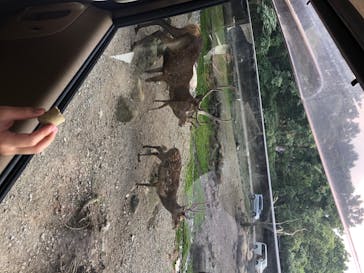 那須サファリパークに投稿された画像（2020/8/15）