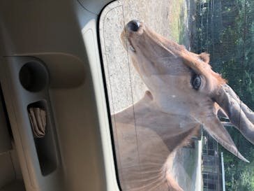 那須サファリパークに投稿された画像（2020/8/15）