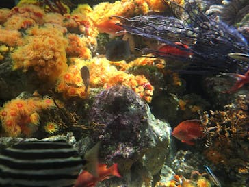 新江ノ島水族館に投稿された画像（2020/8/15）