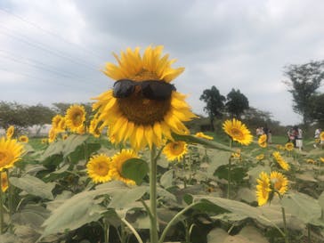 成田ゆめ牧場に投稿された画像（2020/8/15）