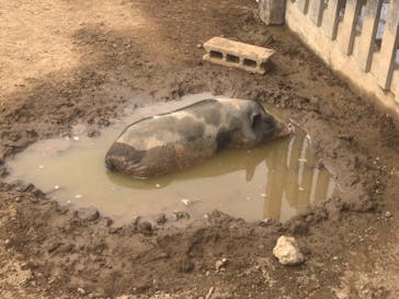 成田ゆめ牧場に投稿された画像（2020/8/15）