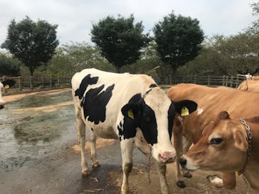 成田ゆめ牧場に投稿された画像（2020/8/15）