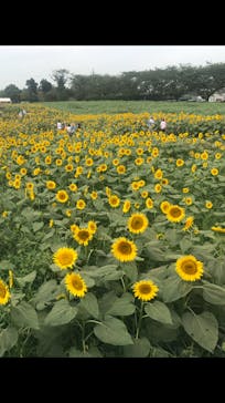 成田ゆめ牧場に投稿された画像（2020/8/15）