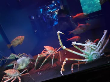 新江ノ島水族館に投稿された画像（2020/8/15）