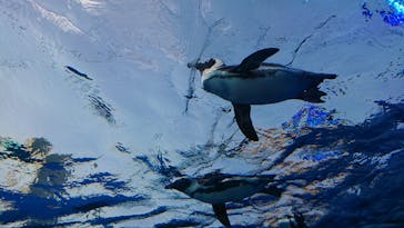 サンシャイン水族館に投稿された画像（2020/8/15）
