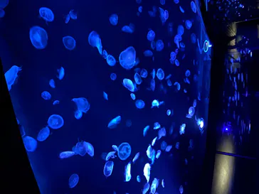 すみだ水族館に投稿された画像（2020/8/15）