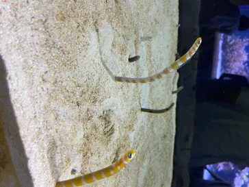 すみだ水族館に投稿された画像（2020/8/15）