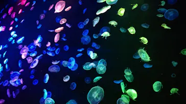 すみだ水族館に投稿された画像（2020/8/15）