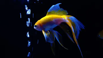 すみだ水族館に投稿された画像（2020/8/15）