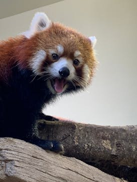 那須どうぶつ王国に投稿された画像（2020/8/15）