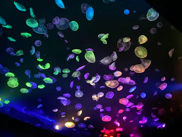 すみだ水族館に投稿された画像（2020/8/15）