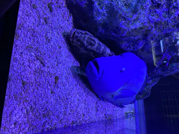 すみだ水族館に投稿された画像（2020/8/15）