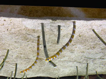 すみだ水族館に投稿された画像（2020/8/15）