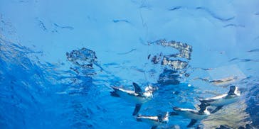 サンシャイン水族館に投稿された画像（2020/8/15）