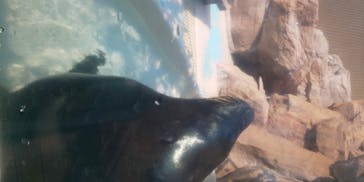 サンシャイン水族館に投稿された画像（2020/8/15）