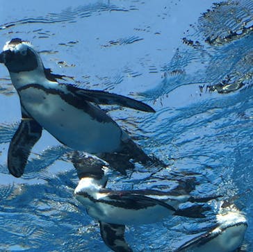 サンシャイン水族館に投稿された画像（2020/8/15）