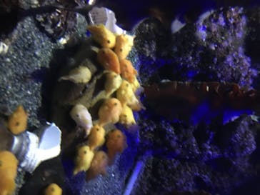 新江ノ島水族館に投稿された画像（2020/8/15）