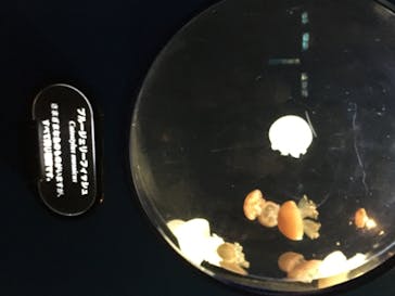 新江ノ島水族館に投稿された画像（2020/8/15）