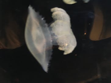 新江ノ島水族館に投稿された画像（2020/8/15）