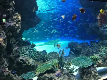 サンシャイン水族館に投稿された画像（2020/8/15）