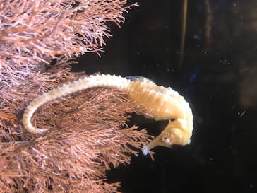 新江ノ島水族館に投稿された画像（2020/8/15）