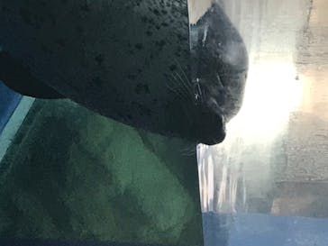 新江ノ島水族館に投稿された画像（2020/8/15）