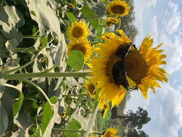 成田ゆめ牧場に投稿された画像（2020/8/15）