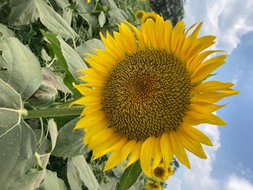 成田ゆめ牧場に投稿された画像（2020/8/15）