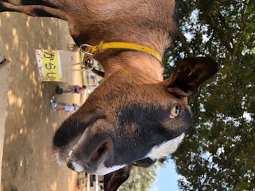成田ゆめ牧場に投稿された画像（2020/8/15）